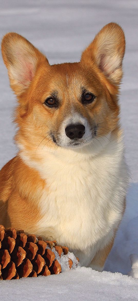 corgi, dog, pet, cute, cones, snow, winter, animal