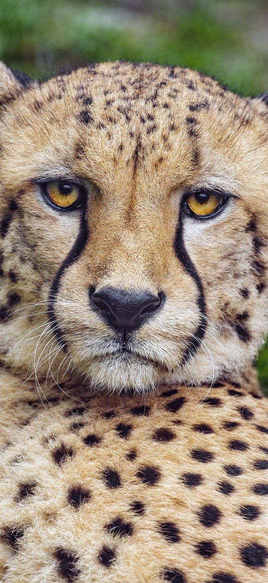 cheetah, glance, predator, big cat, animal