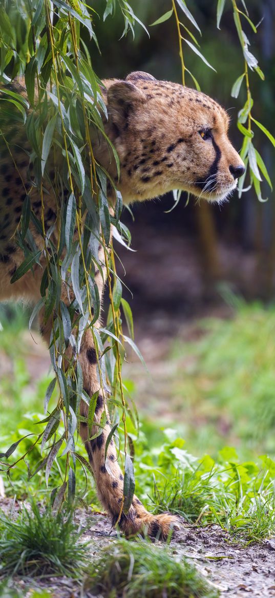 cheetah, big cat, predator, animal, branch, leaves