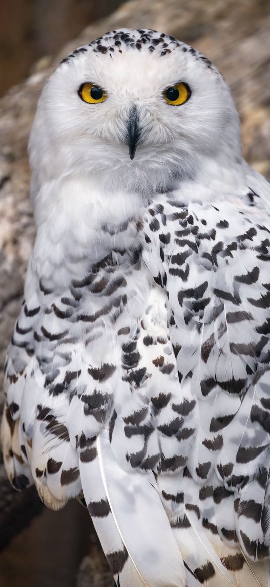 snowy owl, owl, feathers, bird, wildlife