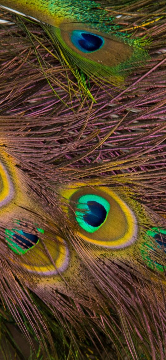 feathers, peacock, texture, background, pattern