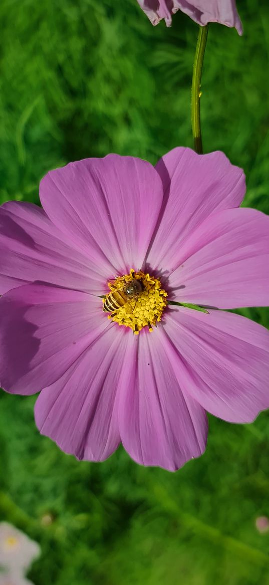 flower, pink, bee, flora, nature, cosmea