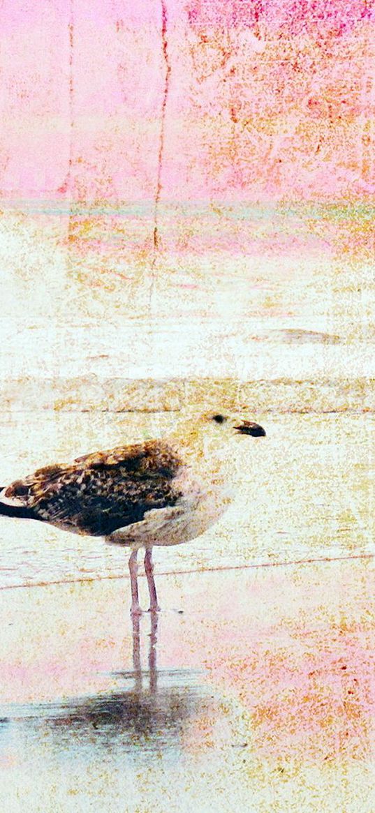 texture, images, birds, background, spot