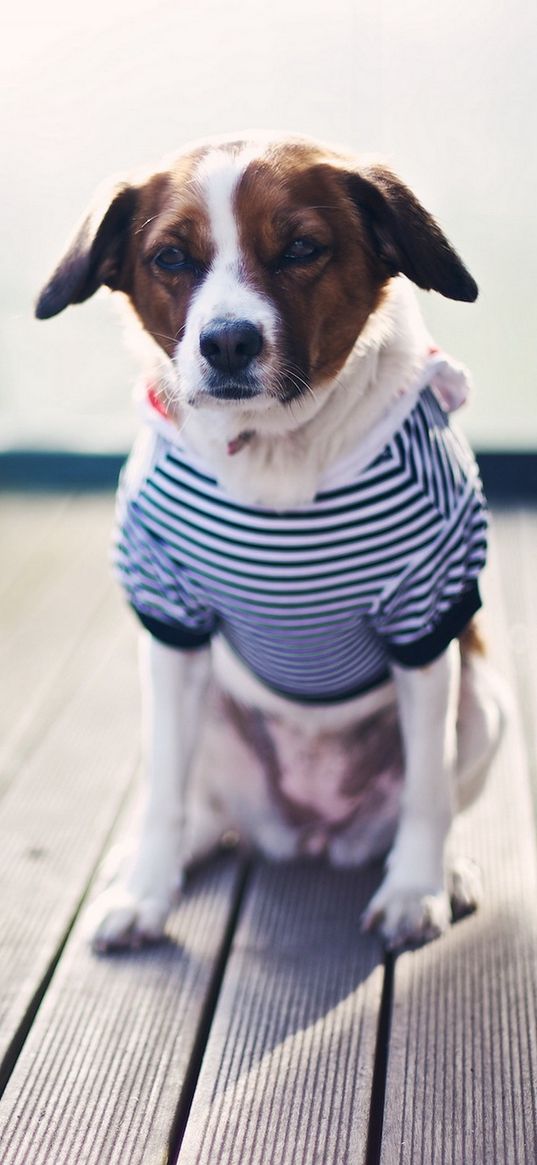 dog, sailor, sitting, cap, clothes