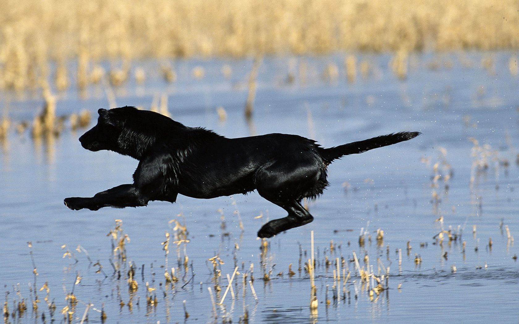 dog, jump, shoot, water, grass