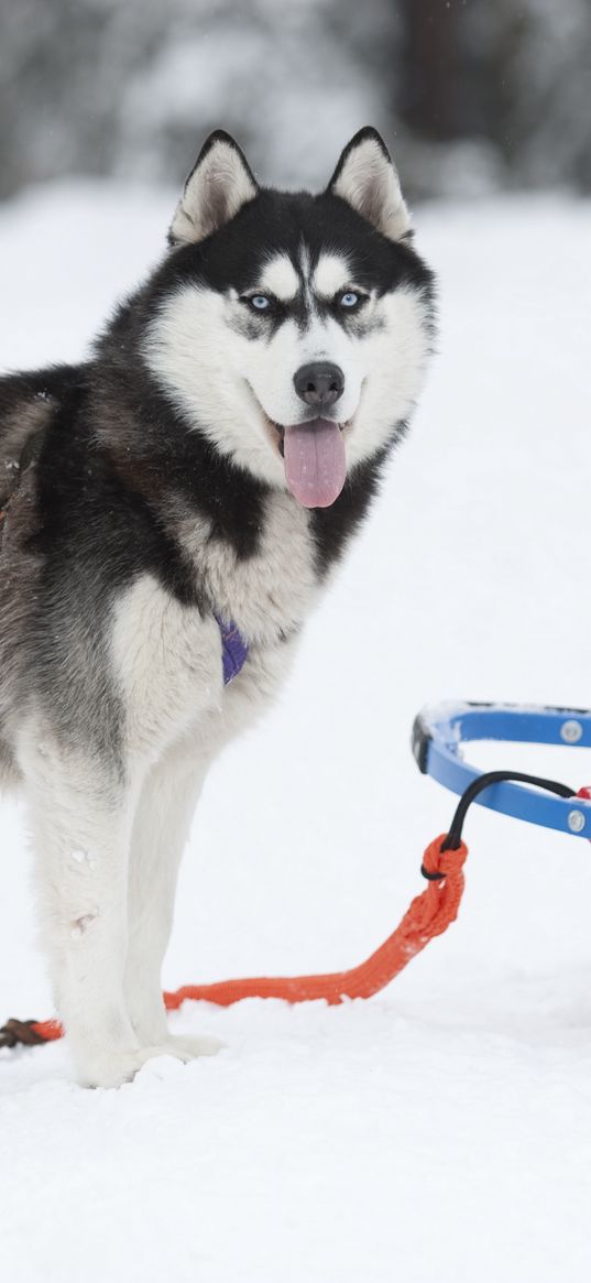 dog, husky, sled