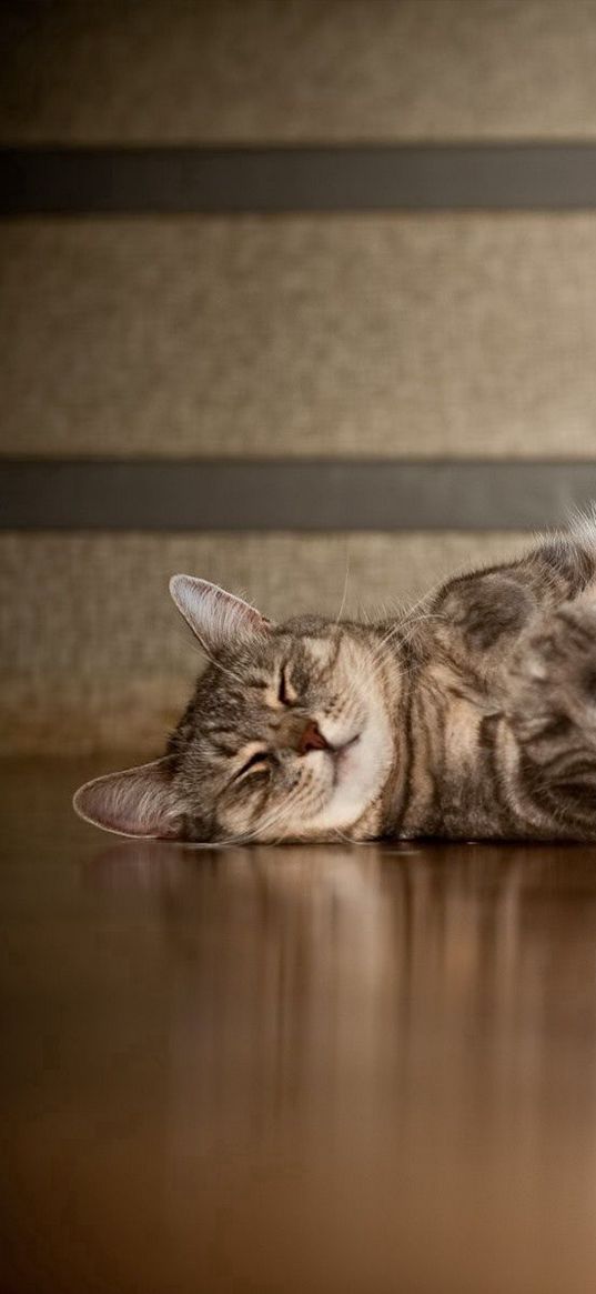 cat, down, striped, floor