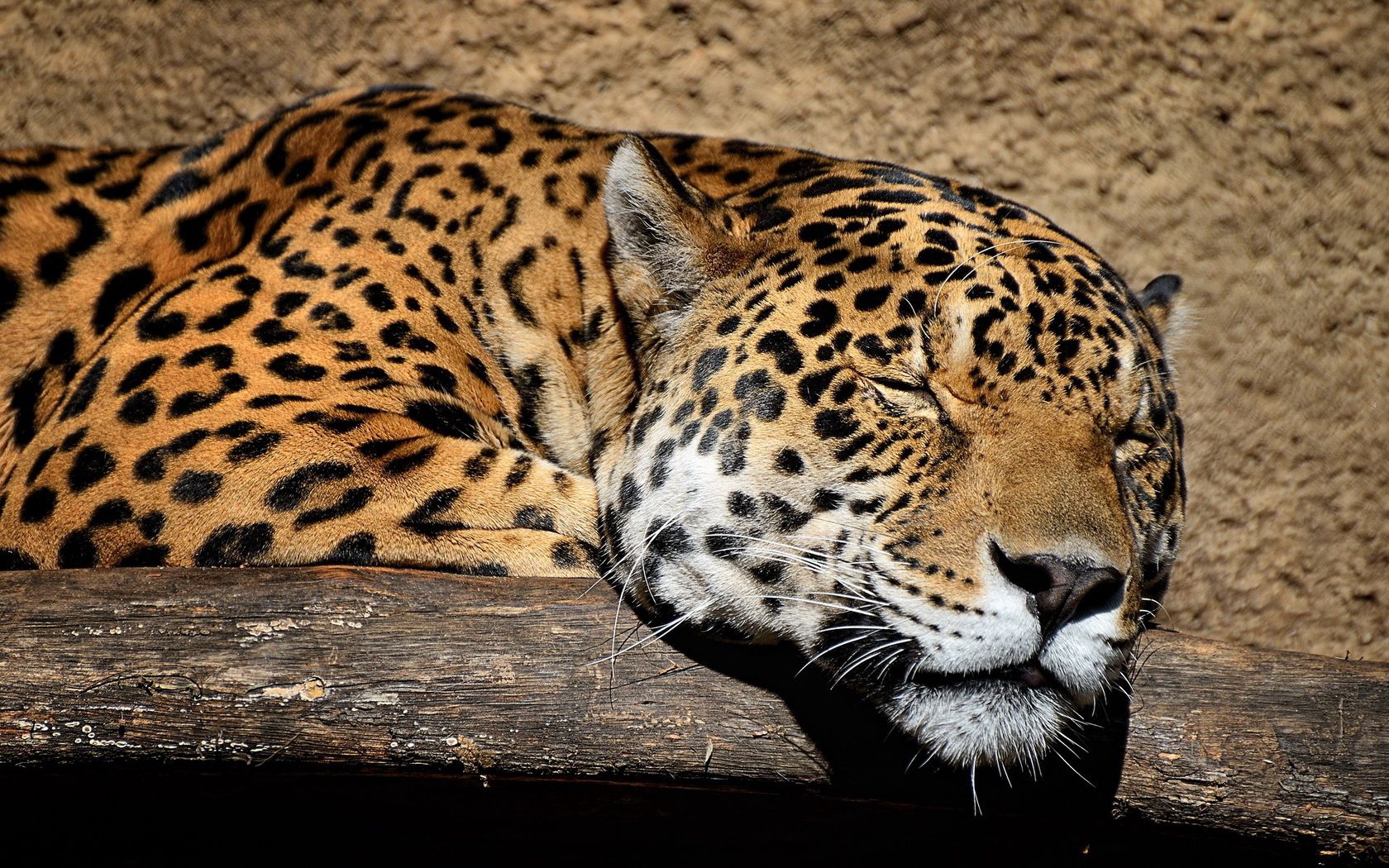 jaguar, muzzle, sleep, big cat