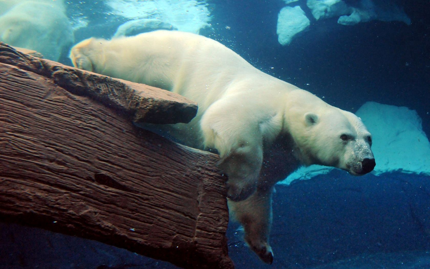 polar bear, underwater, swimming, large