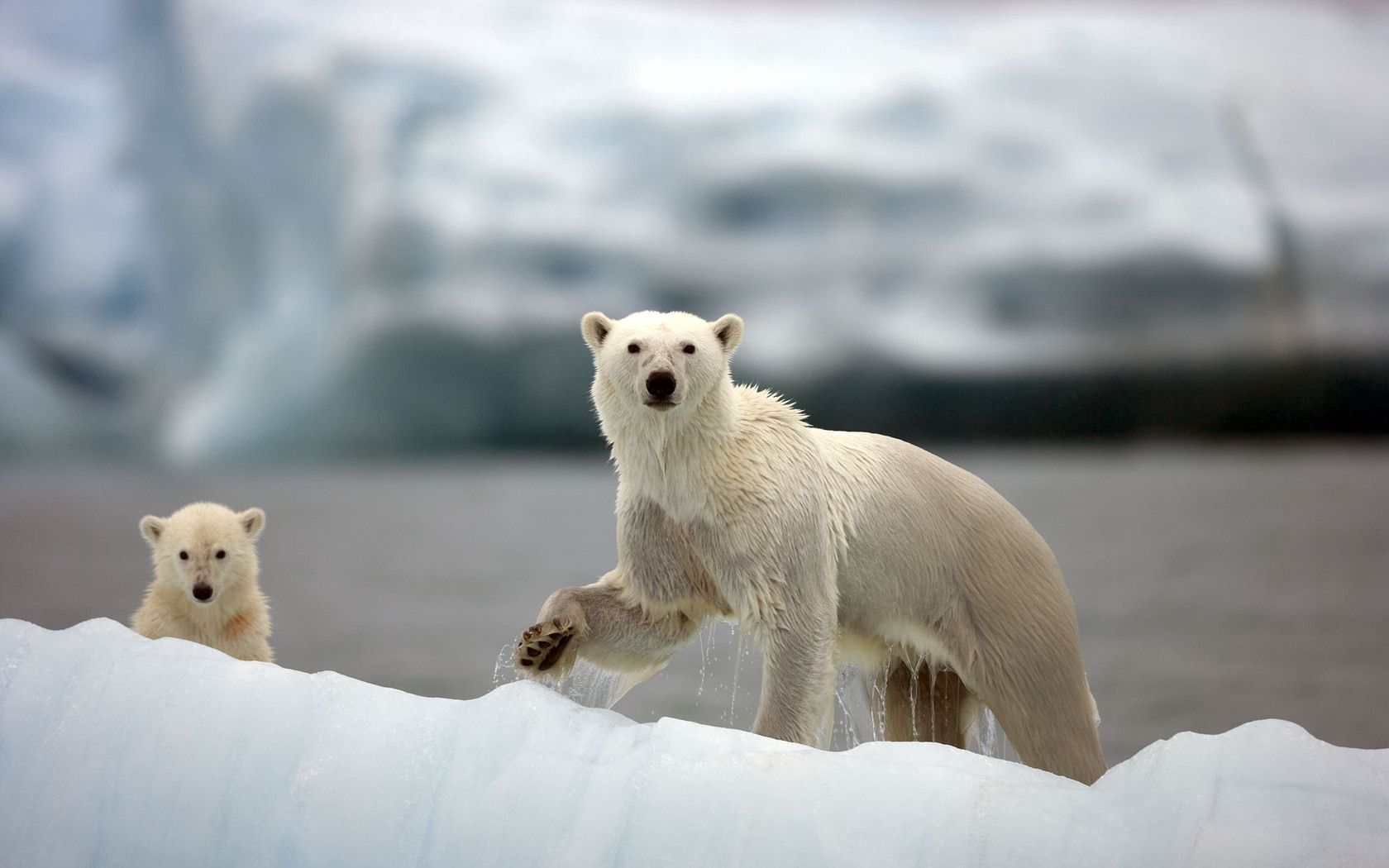 polar bears, family, walk, snow, arctic