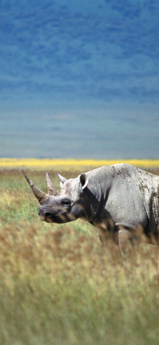 rhino, grass, walk, horn