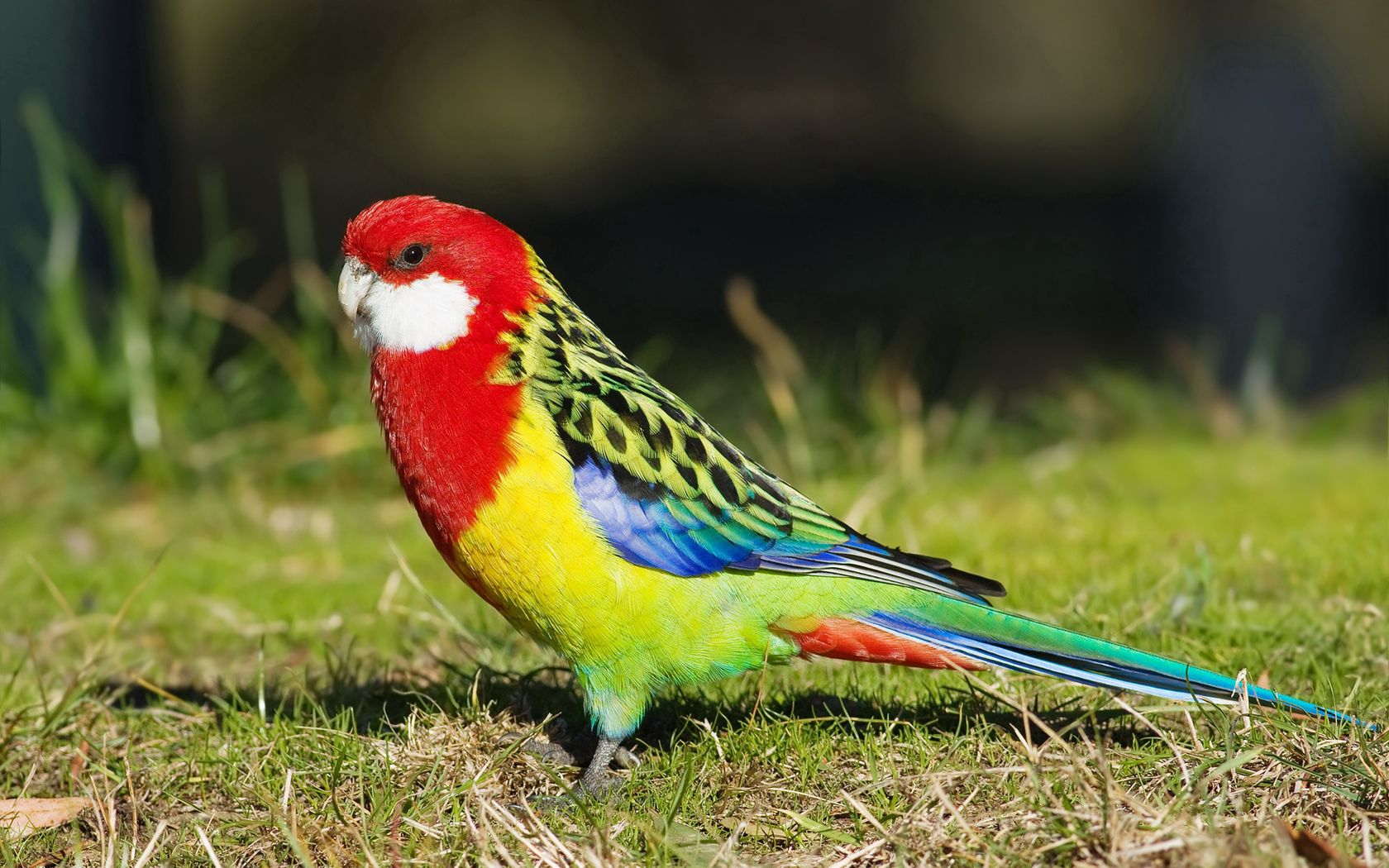 parrot, birds, colorful, tail