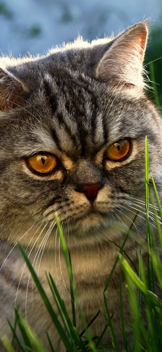 cat, face, grass, thick