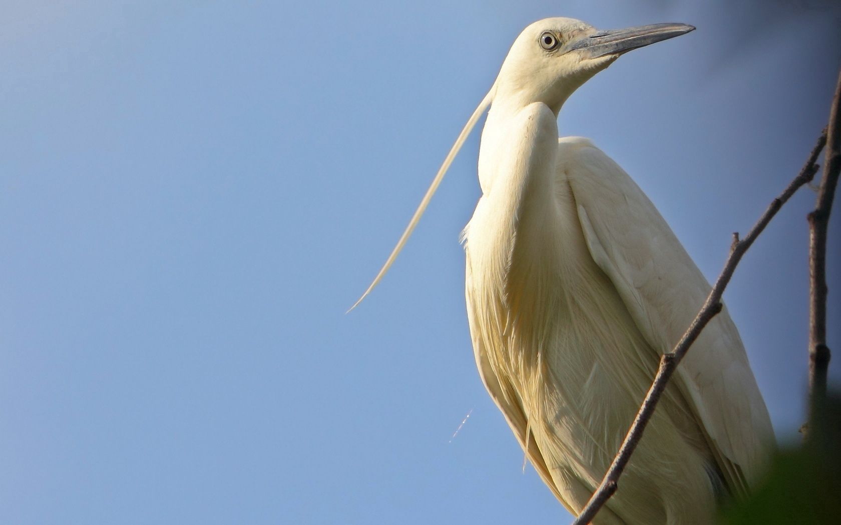 birds, herons, sky, nature, color