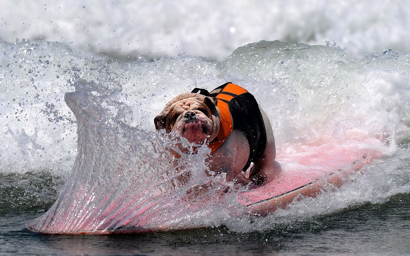 dog, bulldog, wave, board, spray