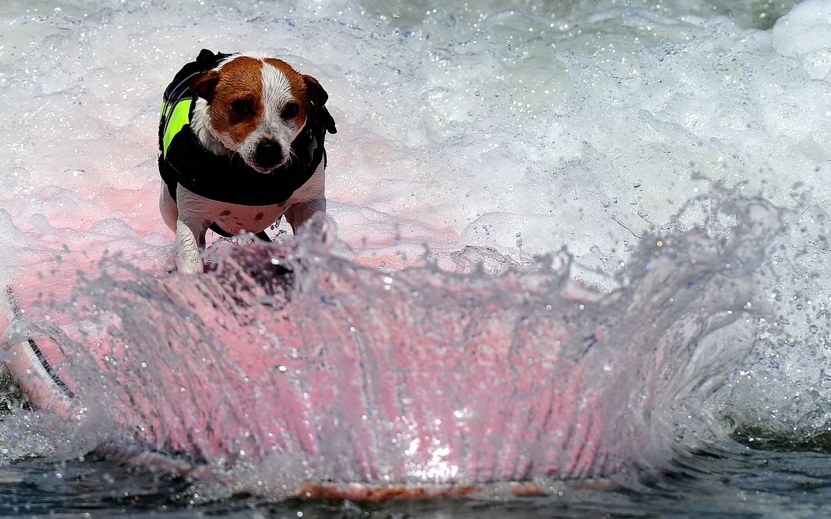 dogs, spray, wave, board