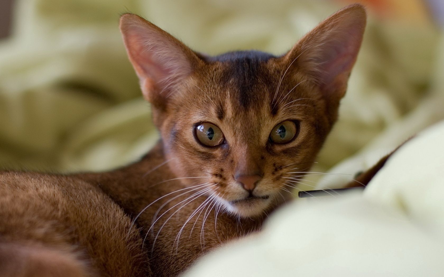 cat, muzzle, ears, big-eared