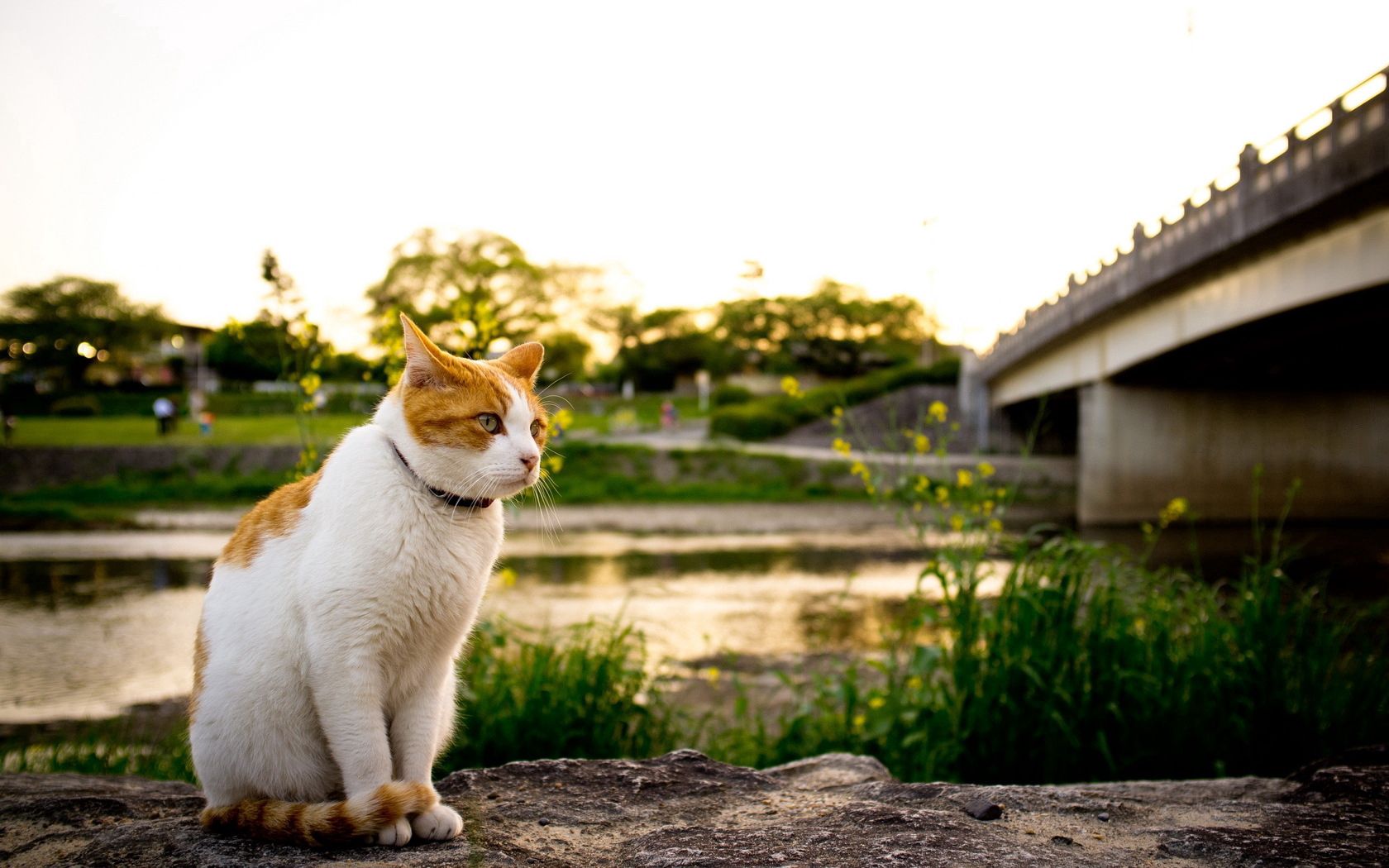 cat, grass, spotted, walking