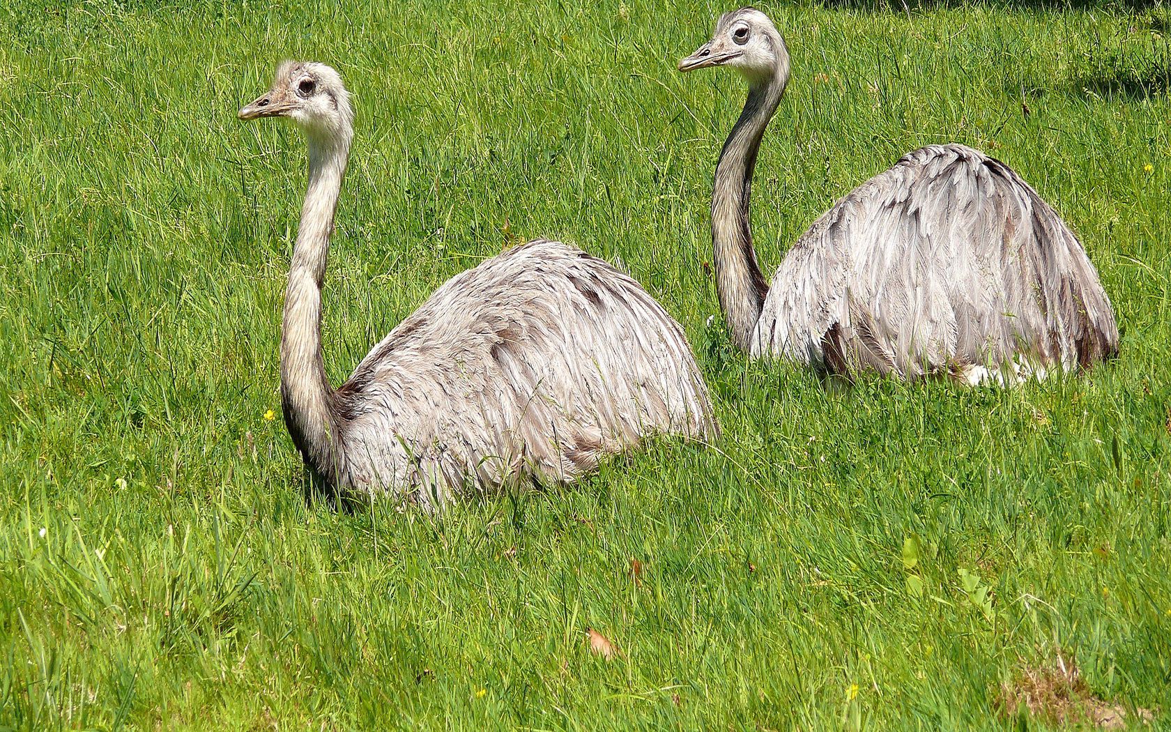 ostriches, couple, beak, field, grass