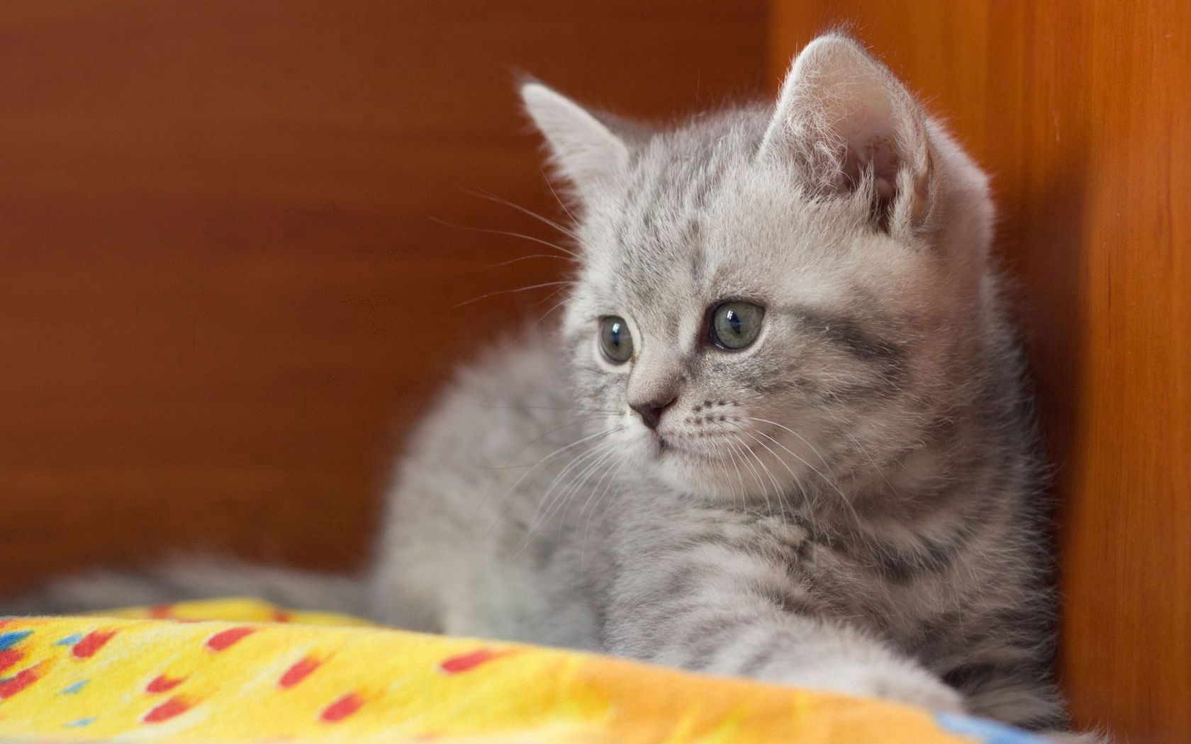 kitten, striped, baby