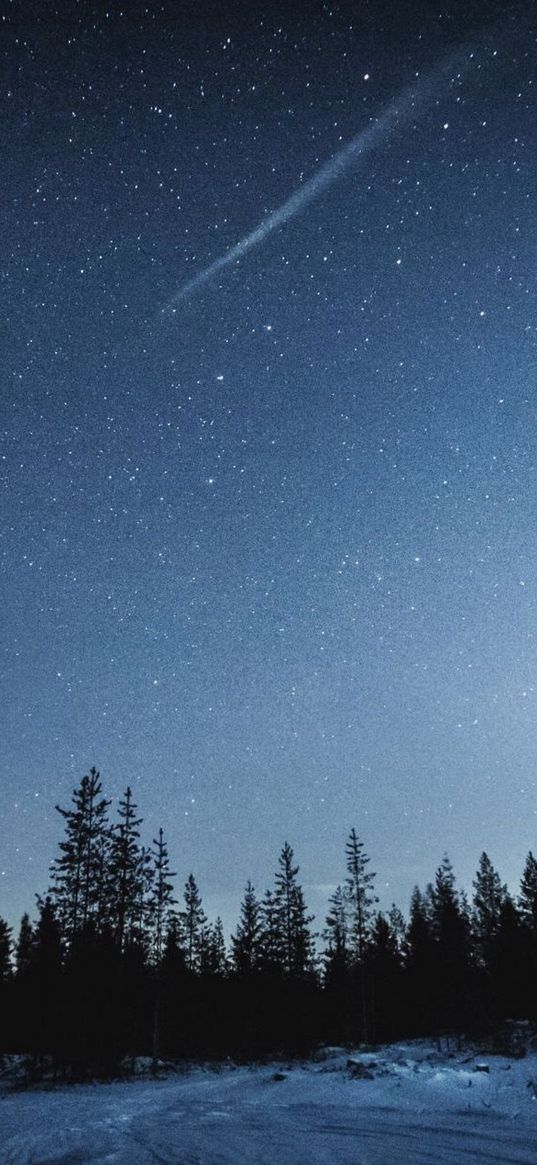 christmas trees, trees, forest, snow, winter, comet, starry sky, stars, night, nature