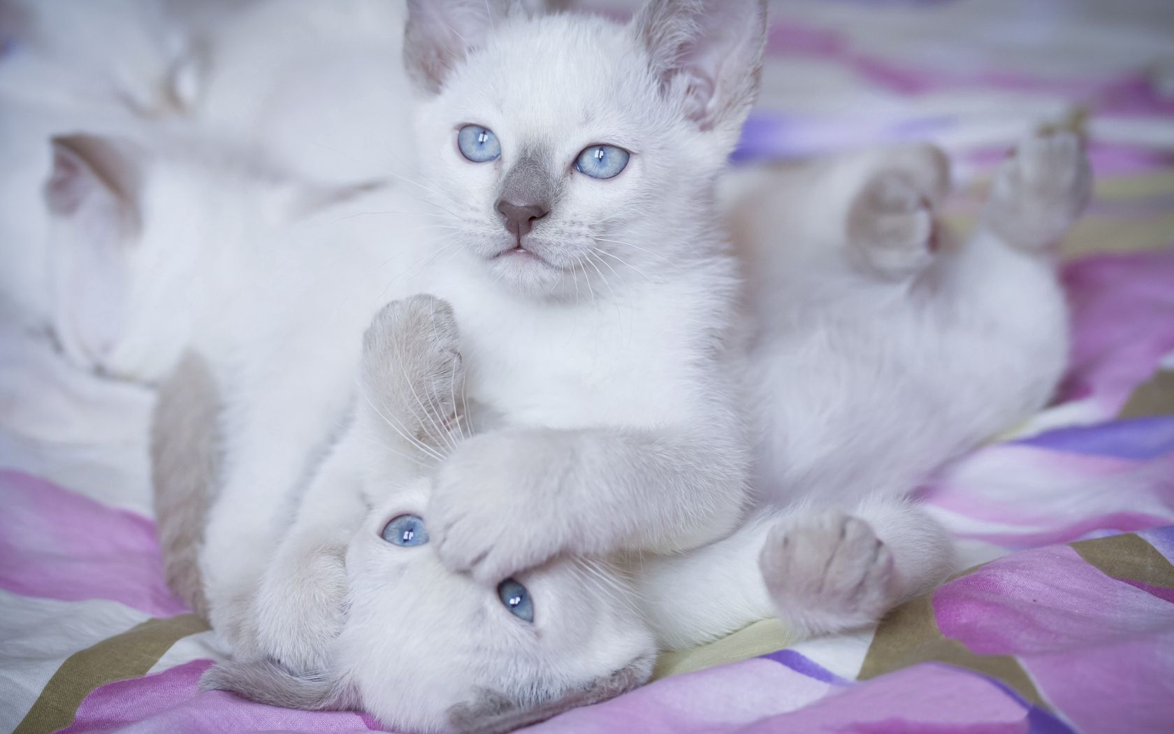 kittens, blue eyes, couple, playful