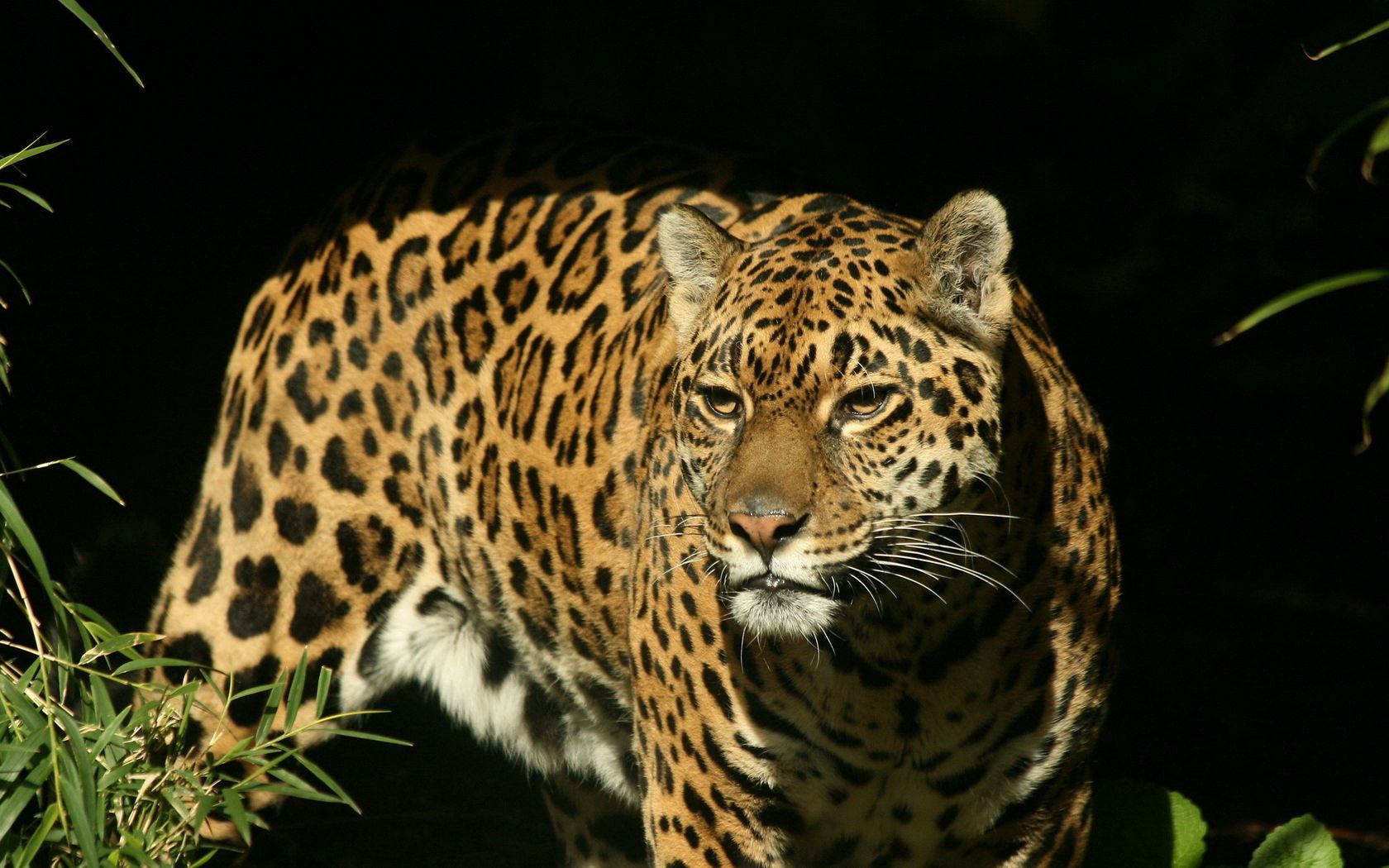 jaguar, big cat, spotted, hunting, predator