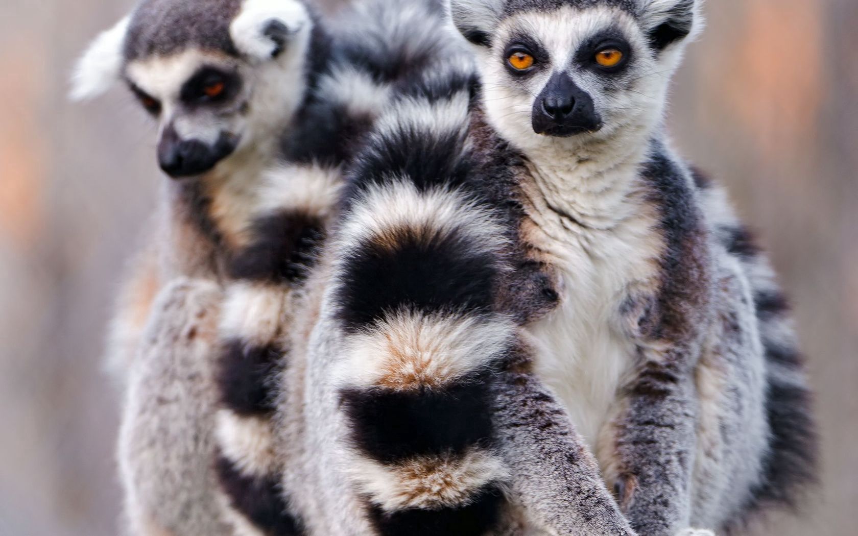 lemurs, couple, tail, arms