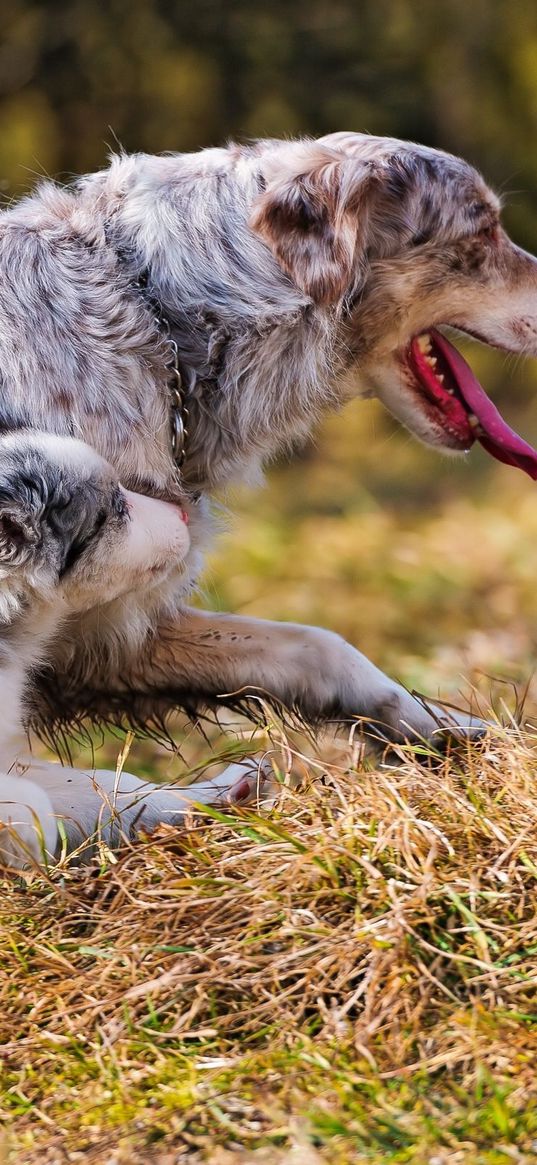 australian shepherd, couple, puppy, dog, walk, run, grass