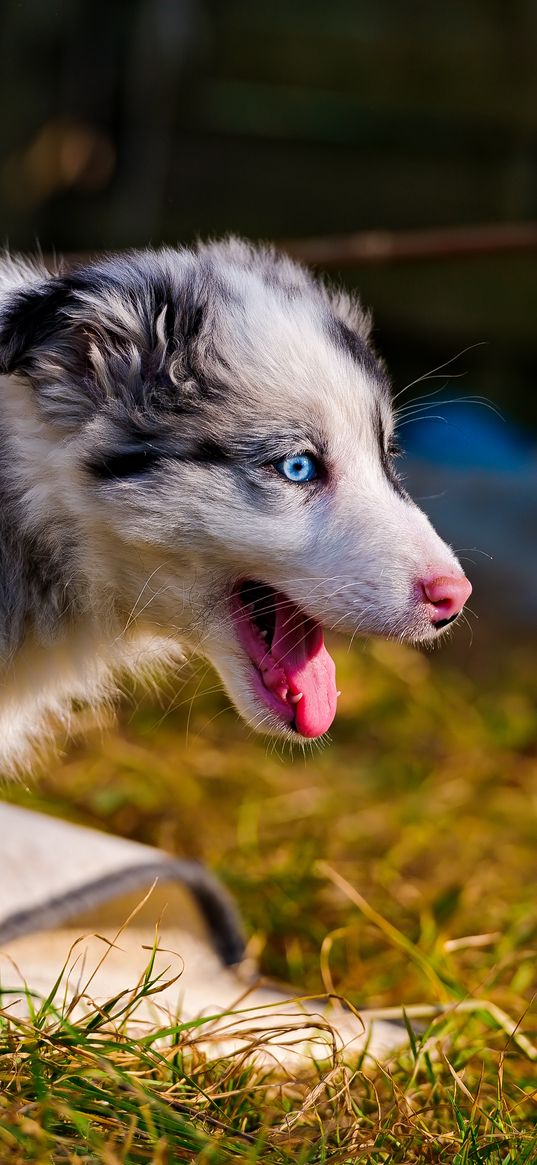 australian shepherd, puppy, bark, grass, walk