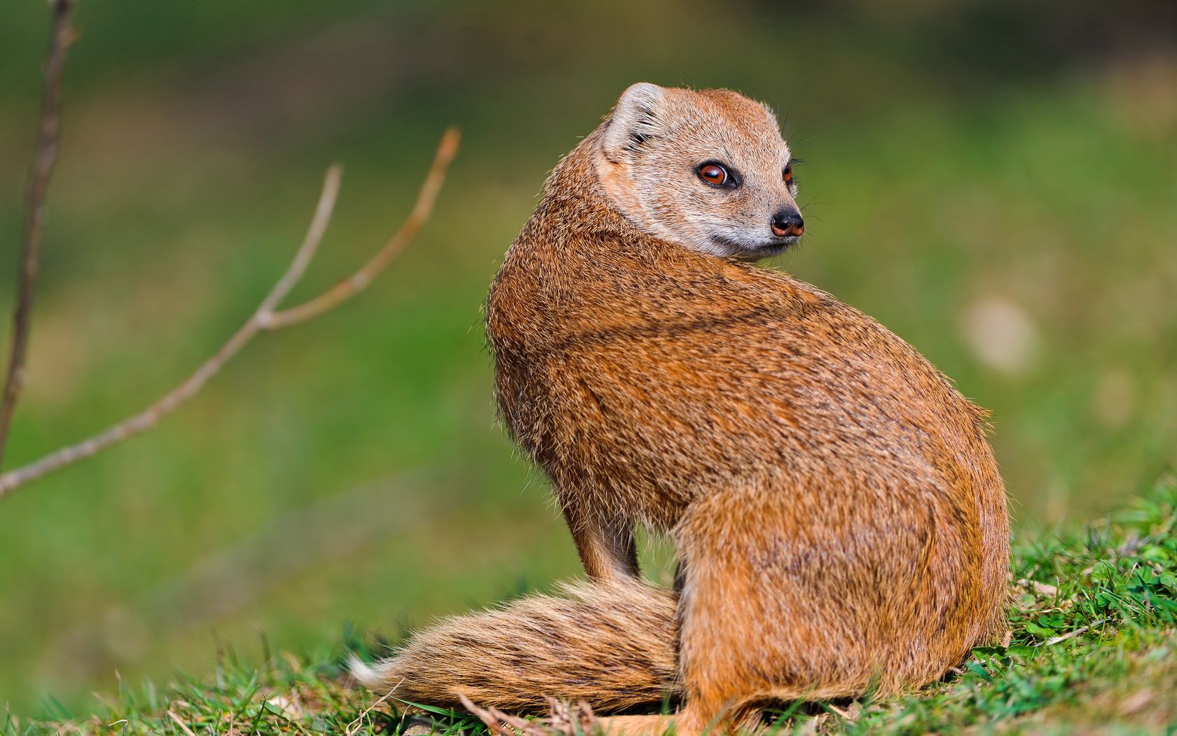 mangus, grass, animal, look