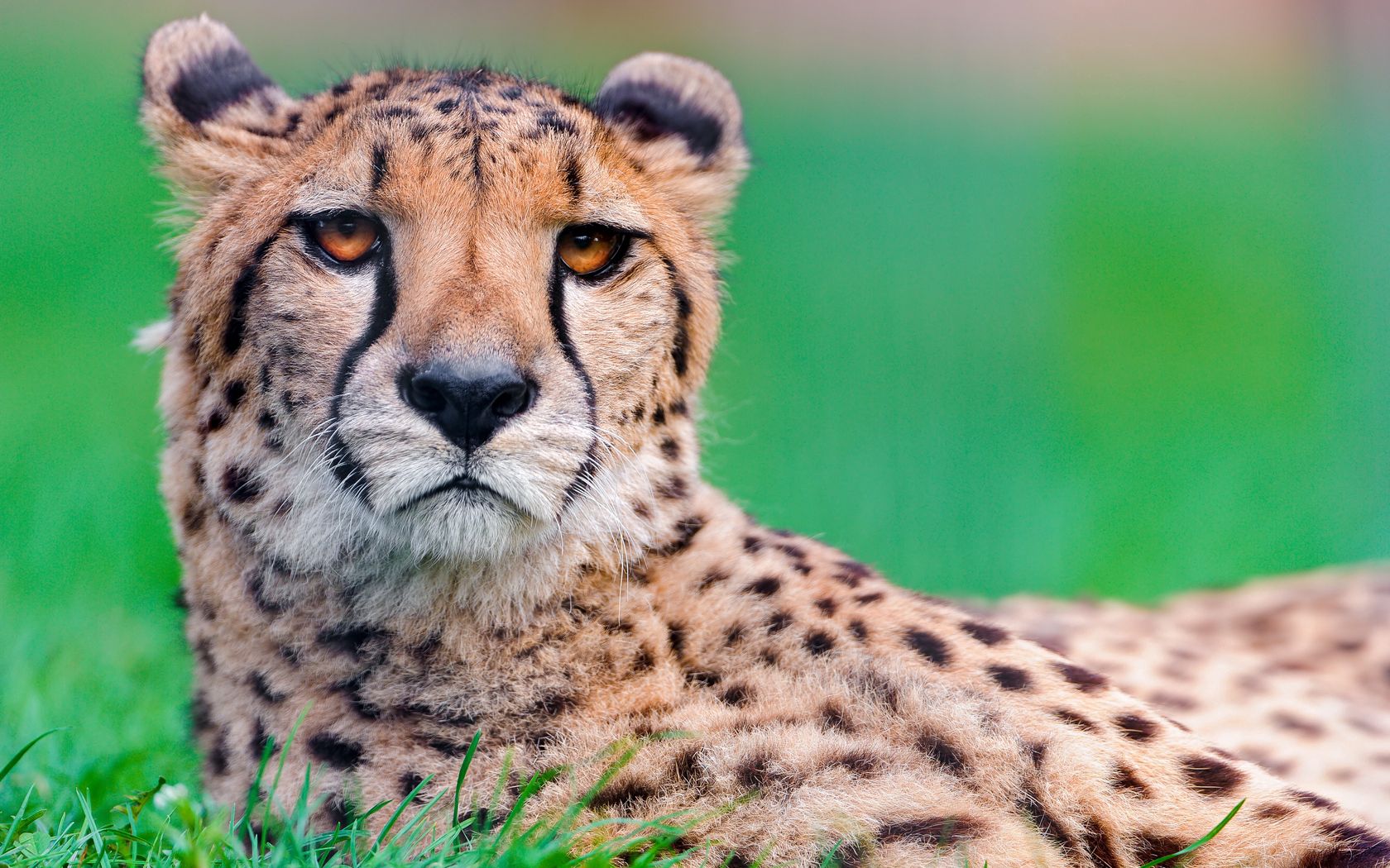 cheetah, big cat, face, spotted