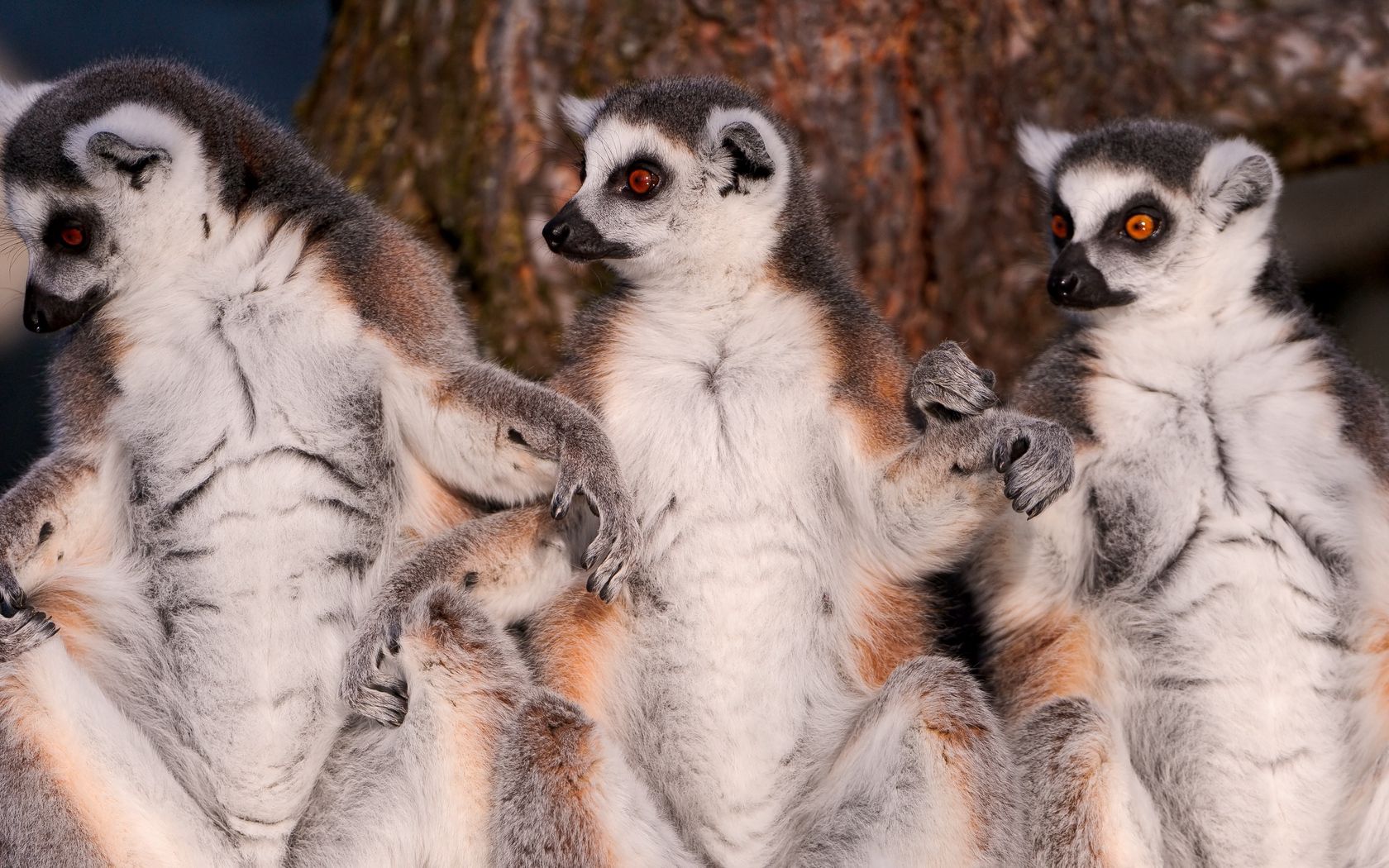 lemurs, family, fur, animal