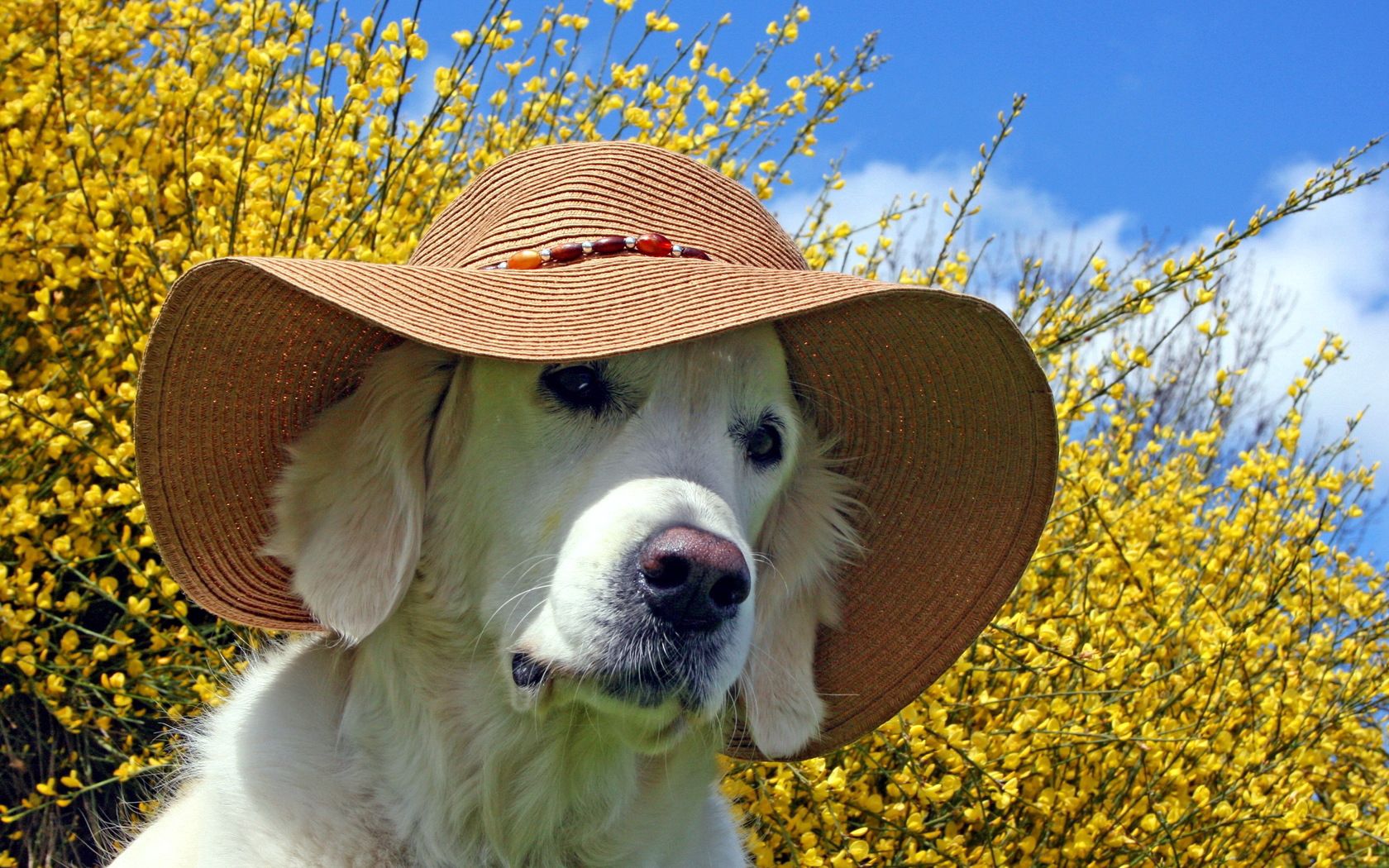 dog, face, hat, summer