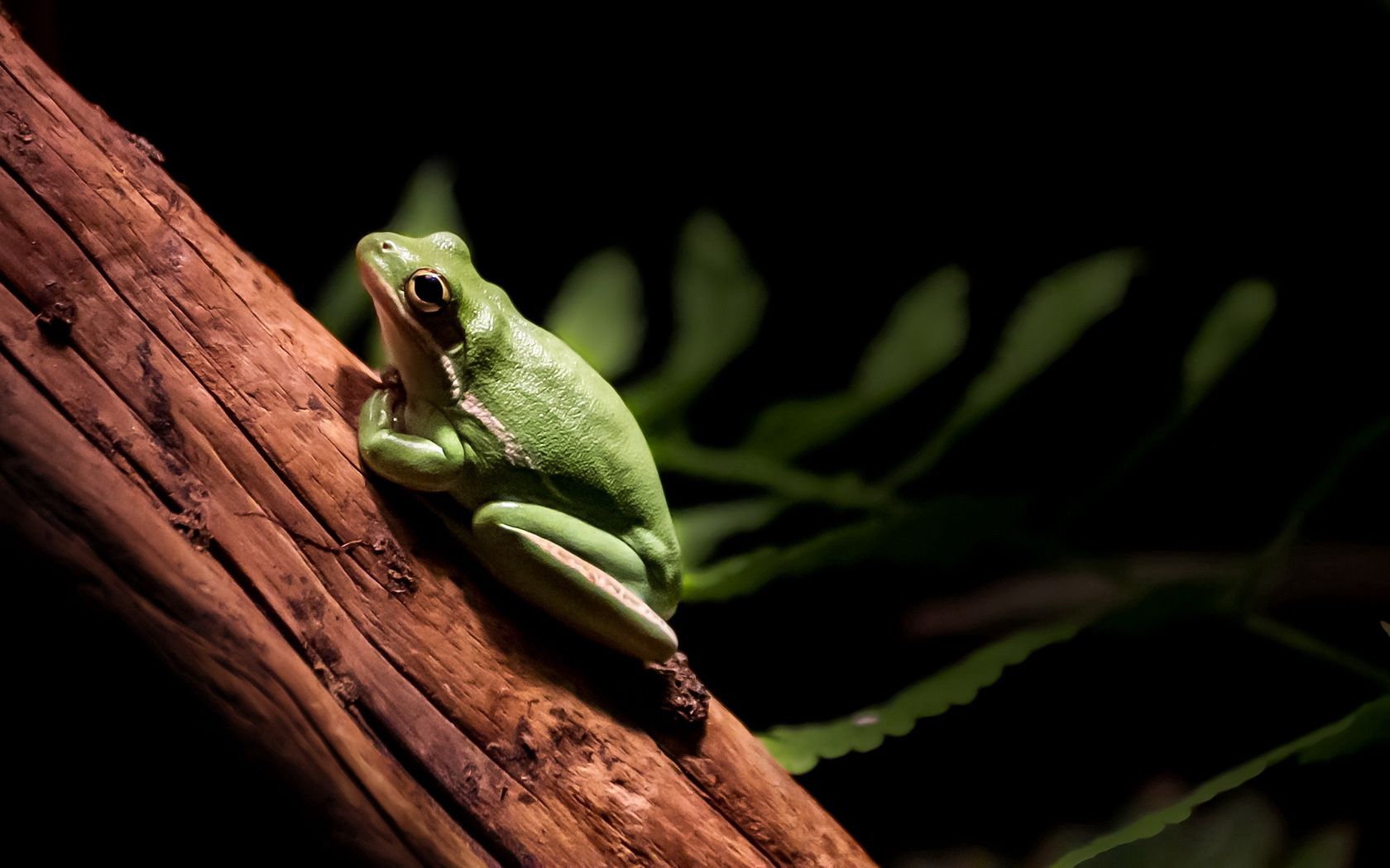 frog, tree, crawl, paws