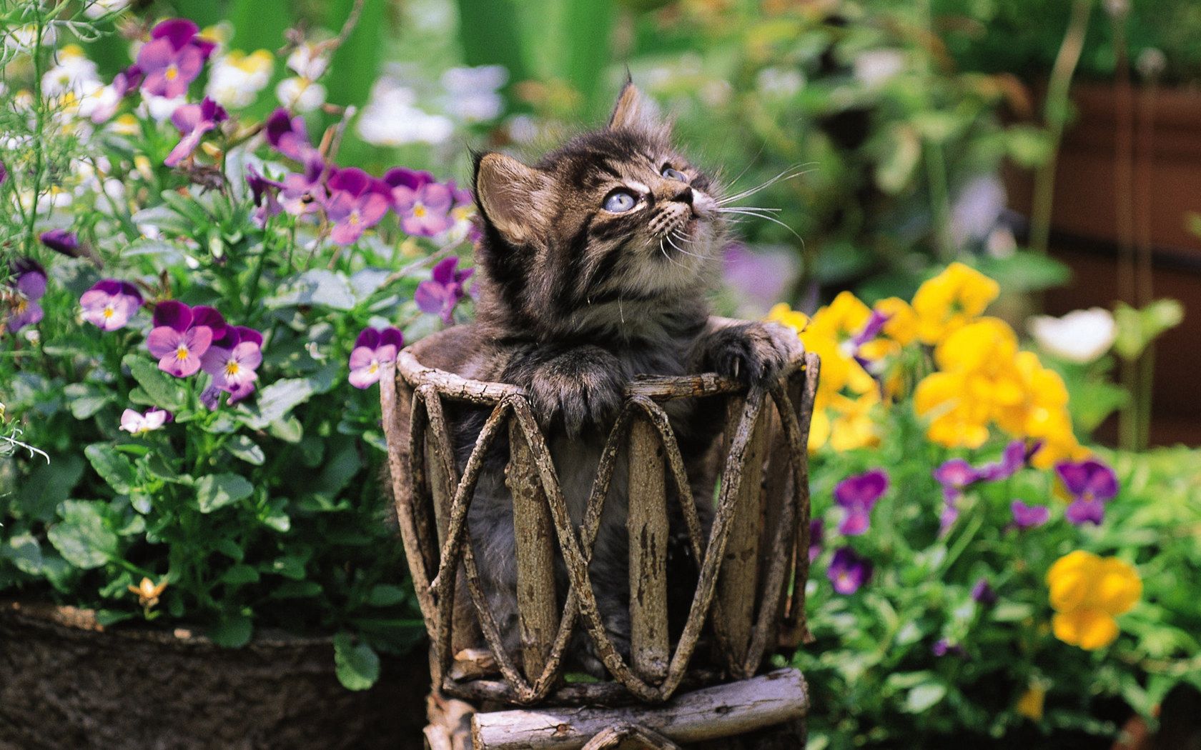 cat, sitting, braided, flowers