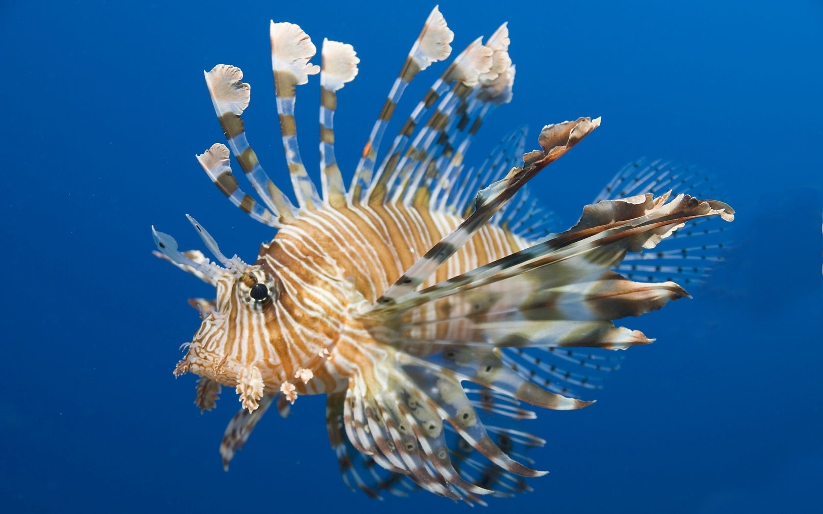 fish, lionfish, water, underwater, swim