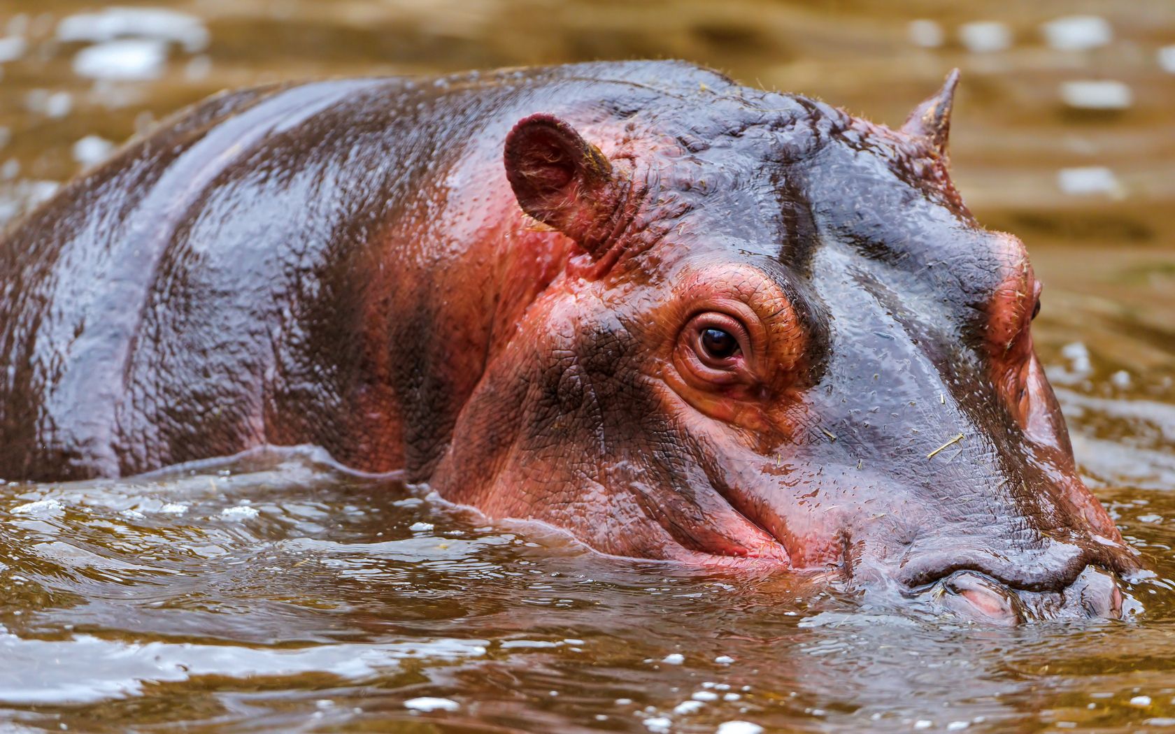 hippopotamus, water, face, swim, hunt