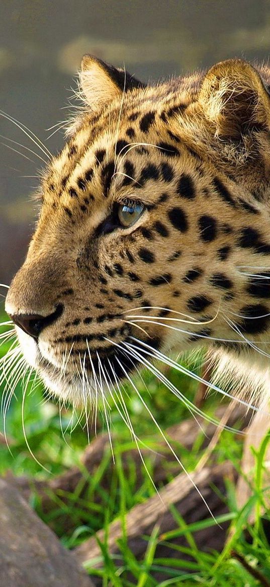 leopard, big cat, spotted, profile, hunting