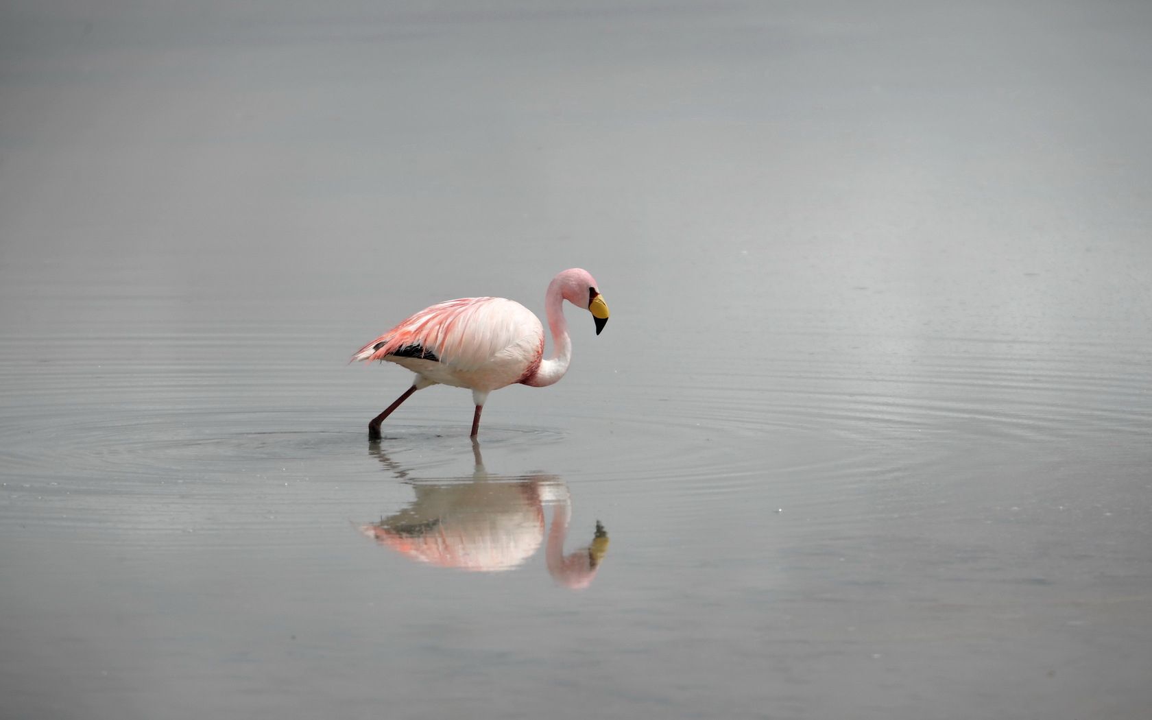 flamingos, water, birds, fog