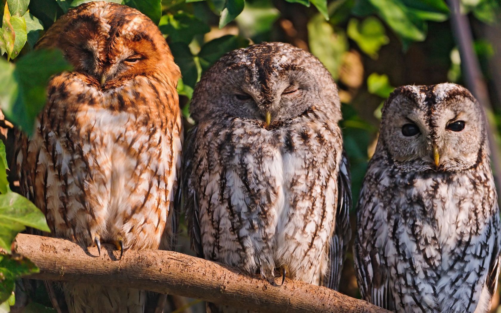 owls, birds, predators, sit