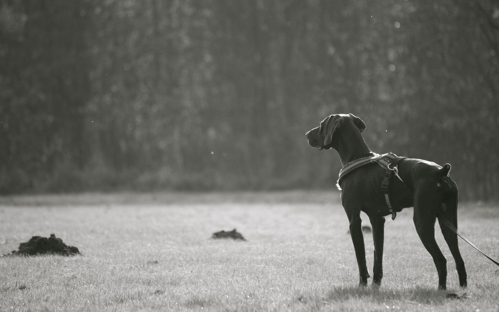 dog, walk, breed, dark, black and white