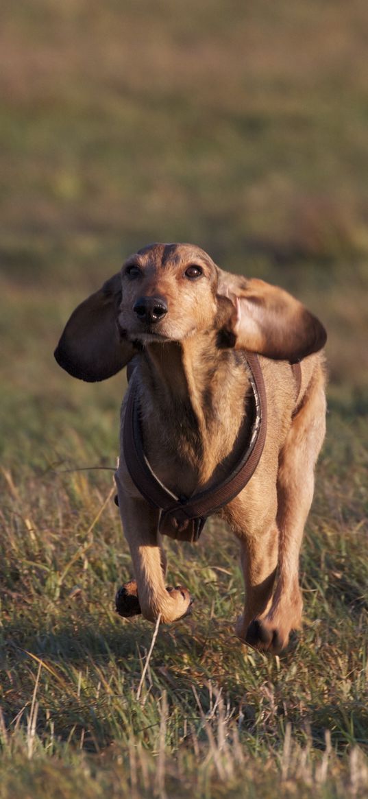 dogs, running, grass, field, direction