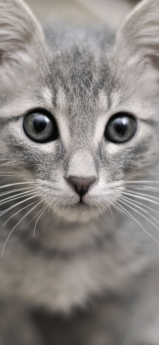 kitten, face, eyes, fear