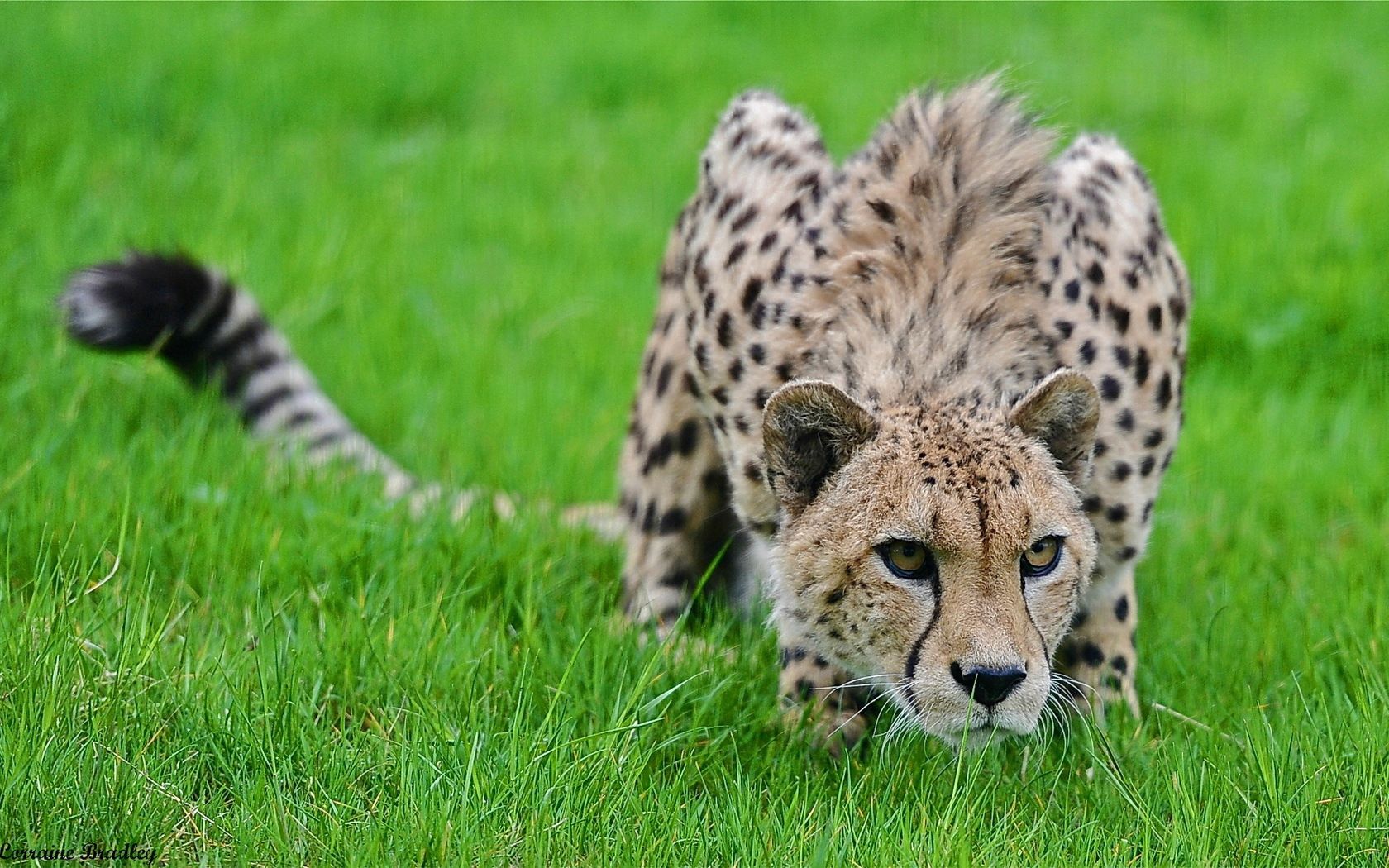 cheetah, grass, hunting, pose, lurk, big cat, spotted