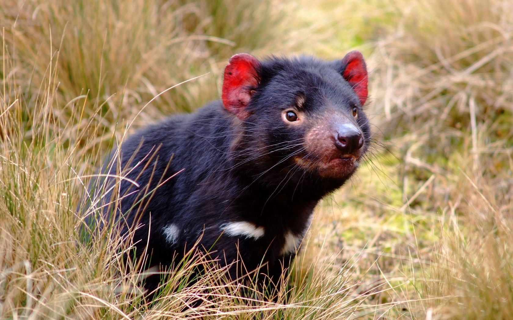 tasmanian devil, marsupial, animal, grass