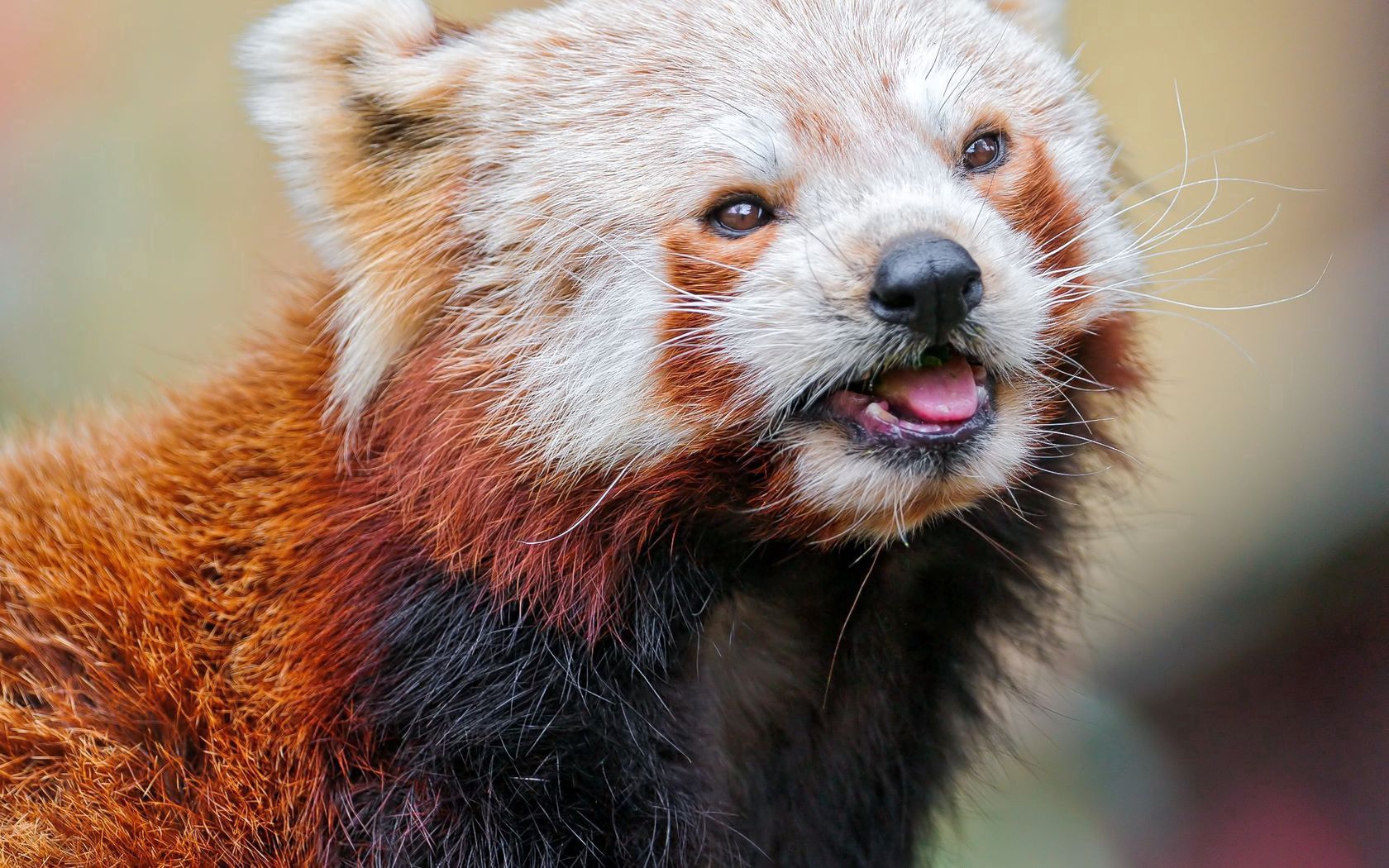 red panda, color, face, eyes, animal