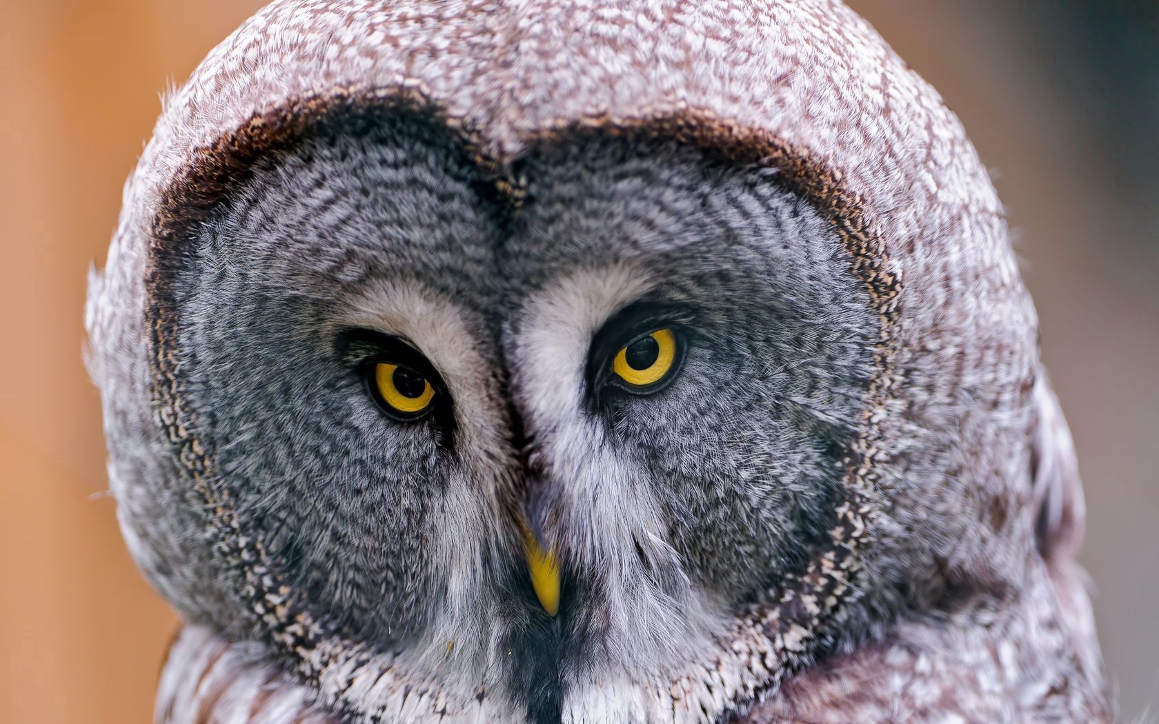 great gray owl, owl, head, birds, predators