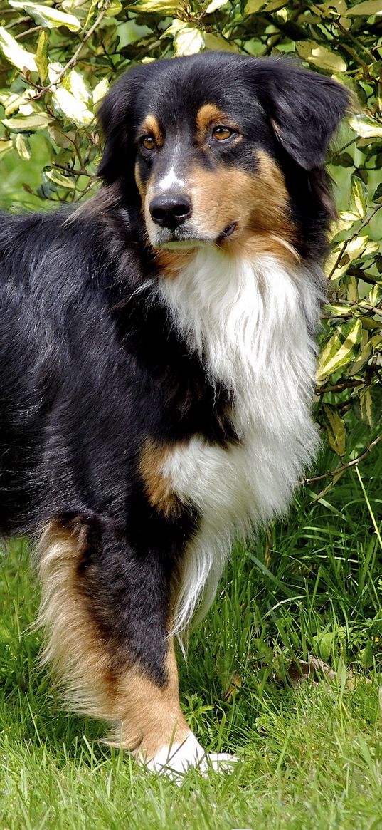 australian shepherd, furry, grass, walk, dog