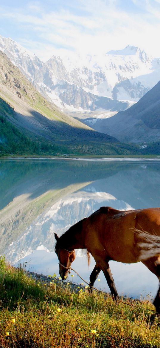 horse, mountain, lake, grass, walk